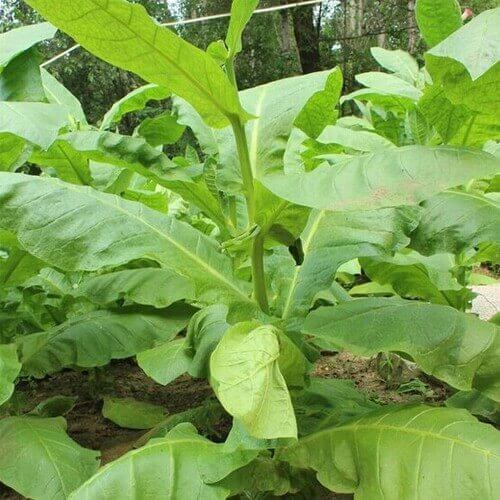 Tobacco Leaf Drying Process